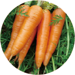 Fermentierten Pflaumen mit einem Mantel aus natürlichem Karotten-Extrakt